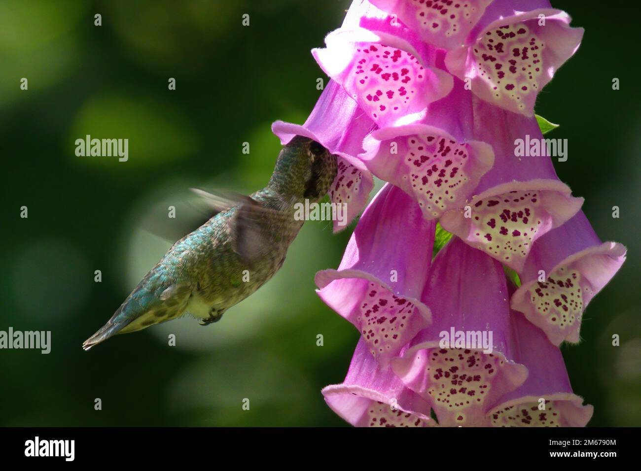 A single Anna's Hummingbird (Calypte anna) flying with blurred wings