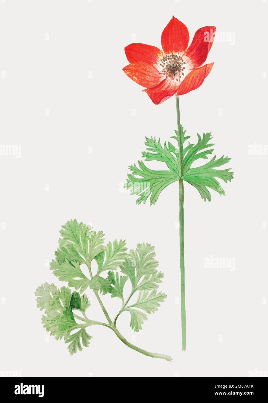 Vintage red anemone flower illustration in vector Stock Vector Image & Art Alamy