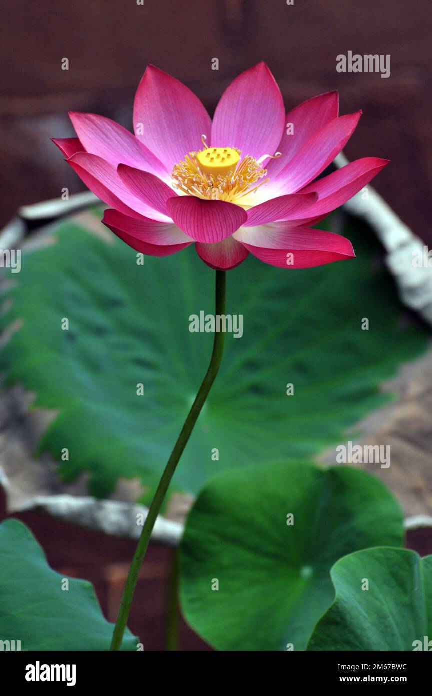 Blossoming lotus flower Stock Photo - Alamy