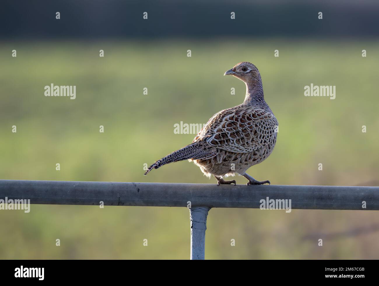 Common Pheasant Phasianus colchicus a hen bird perched on a metal farm gate in North Norfolk, UK Stock Photo