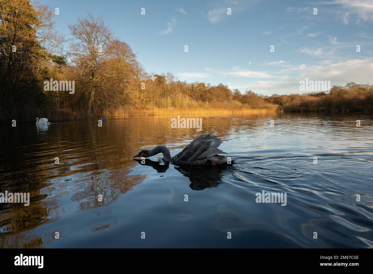 Mute Swan Cygnet or juvenile Cygnus olor on Selbriig Pond, North Norfolk, UK Stock Photo