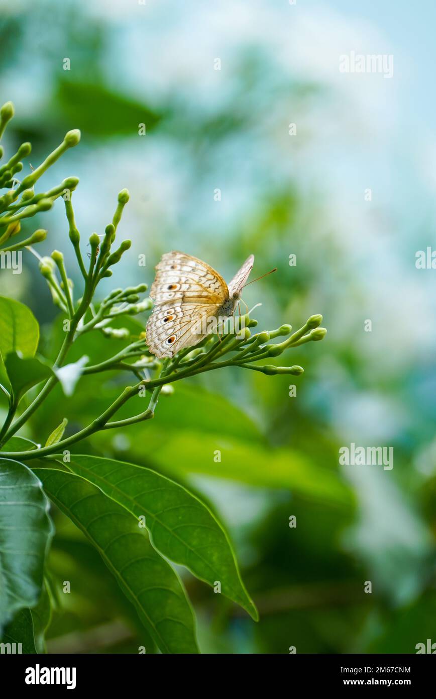 Close up Macro image of a beautiful White peacock butterfly siting on leaf with blurred background, beautiful butterfly sitting on leaf of a plant or Stock Photo