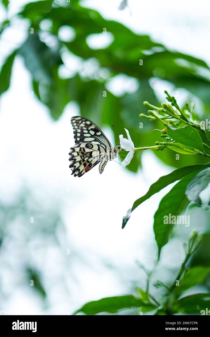 Close up Macro image of a beautiful monarch butterfly siting on leaf with blurred background, beautiful butterfly sitting on leaf of a plant or tree, Stock Photo