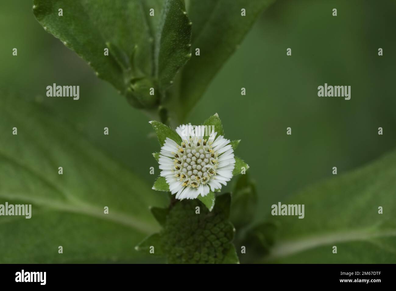 Eclipta prostrata. False daisy. Bhringraj. Yerba de tago. Eclipta alba. Karisalankanni. Stock Photo