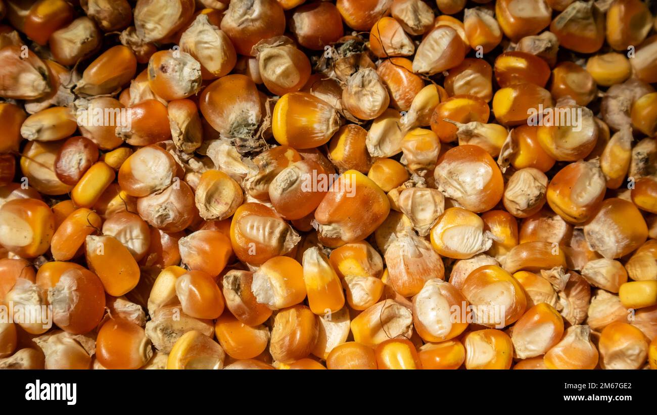 pile of corn kernels as background Stock Photo - Alamy