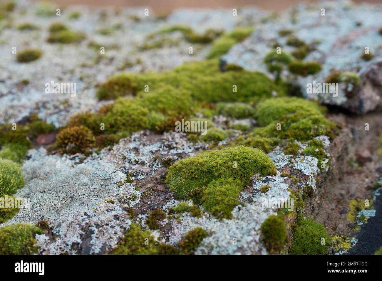 Lichen moss grow on hi-res stock photography and images - Alamy
