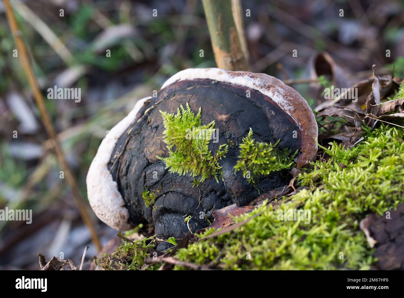 polypore fungus with moss on tree trunk closeup Stock Photo