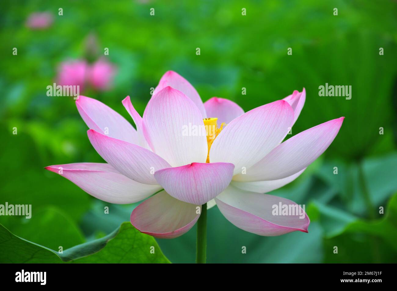 Blossoming lotus flowers in pond Stock Photo Alamy