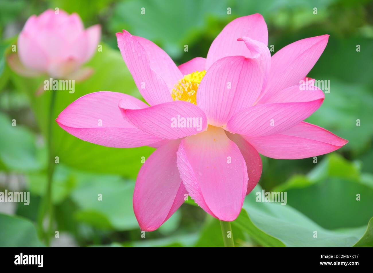 Blossoming lotus flowers in pond Stock Photo Alamy