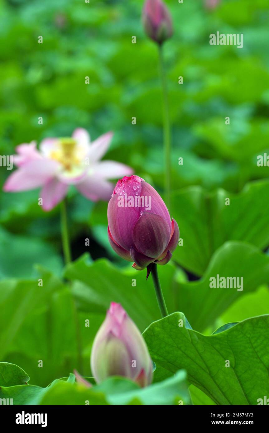 Blossoming lotus flowers in pond Stock Photo Alamy