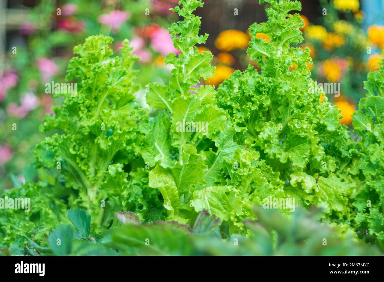 Lactuca sativa green leaves, close up. Leaf Lettuce in garden bed. Gardening background with green salad plants. Selective focus Stock Photo