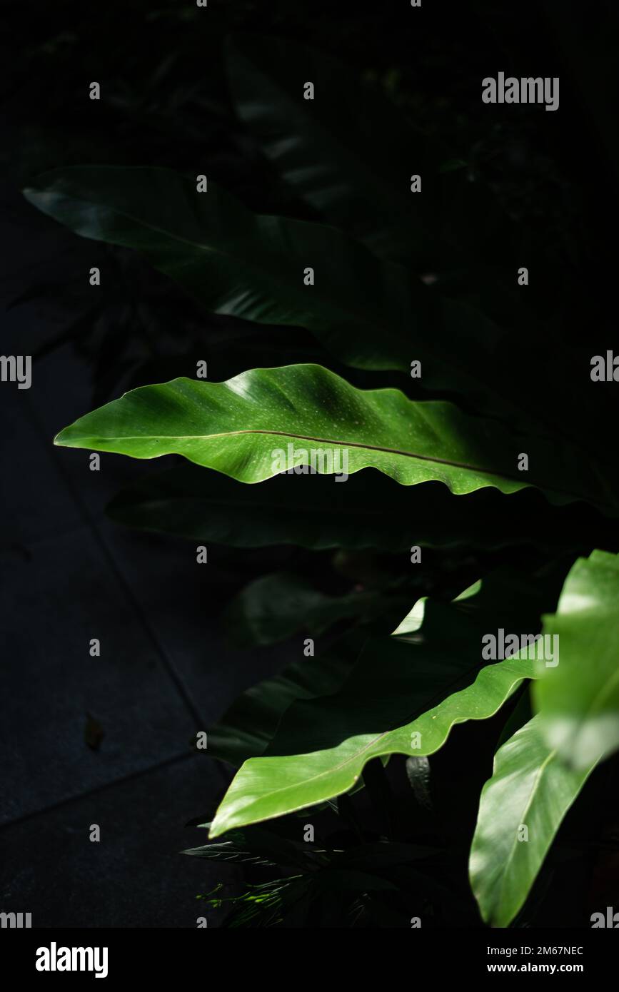 Dark green leaves tropical background Stock Photo - Alamy
