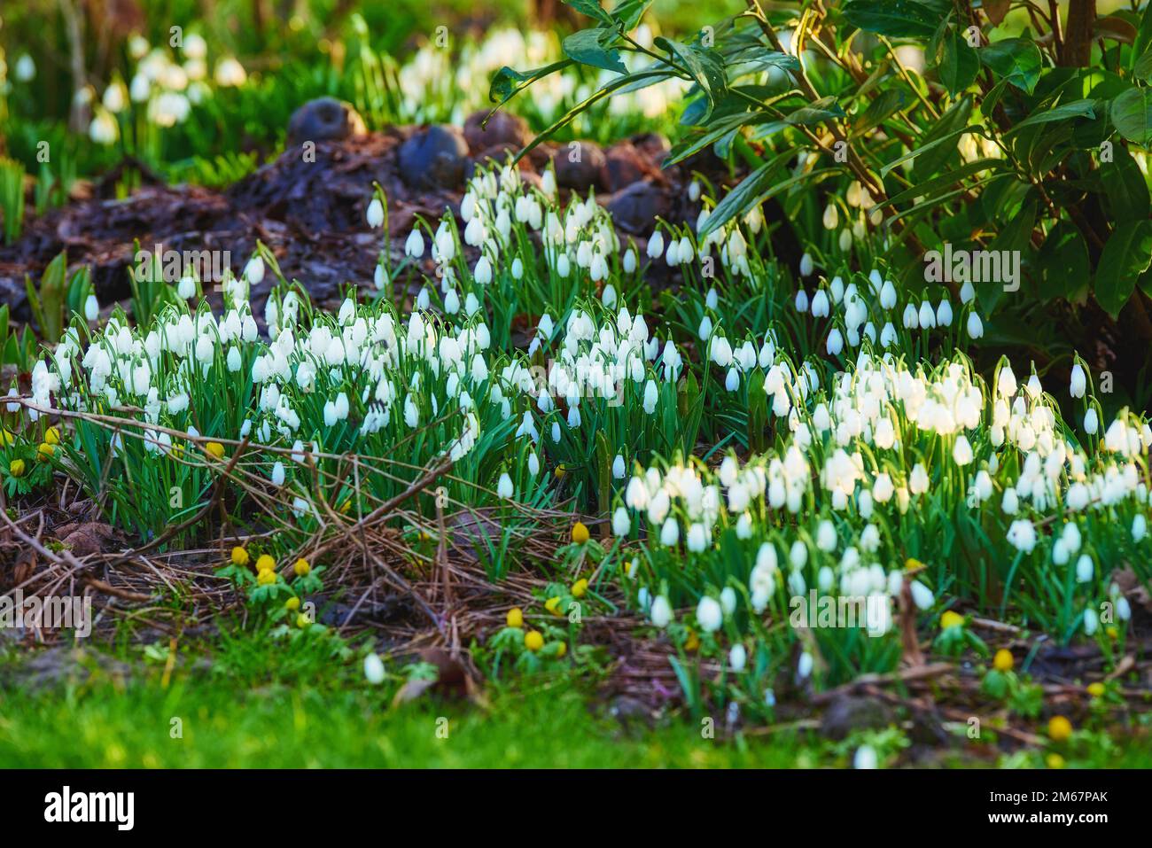 Common snowdrop Galanthus nivalis Stock Photo Alamy