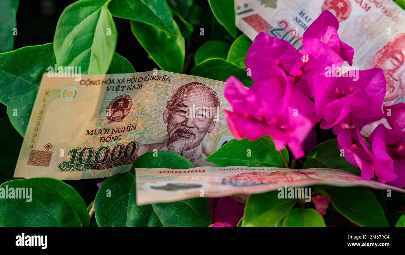 Vietnamese money currency 200 000 and 10 000 dong banknote flower