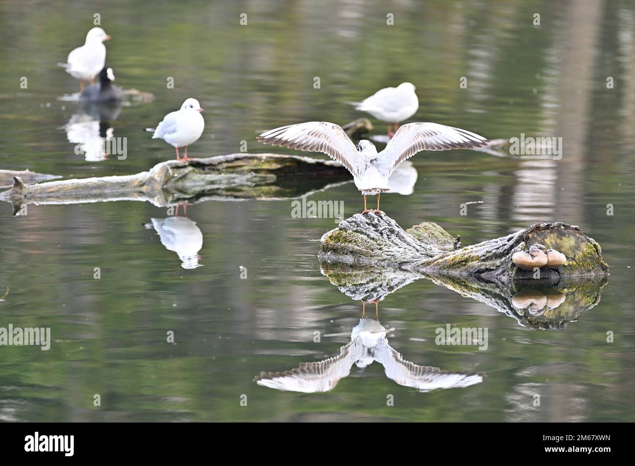 Vienna, Austria. Black-headed gulls in winter plumage (Chroicocephalus ridibundus) sit on a log and are reflected in the water Stock Photo