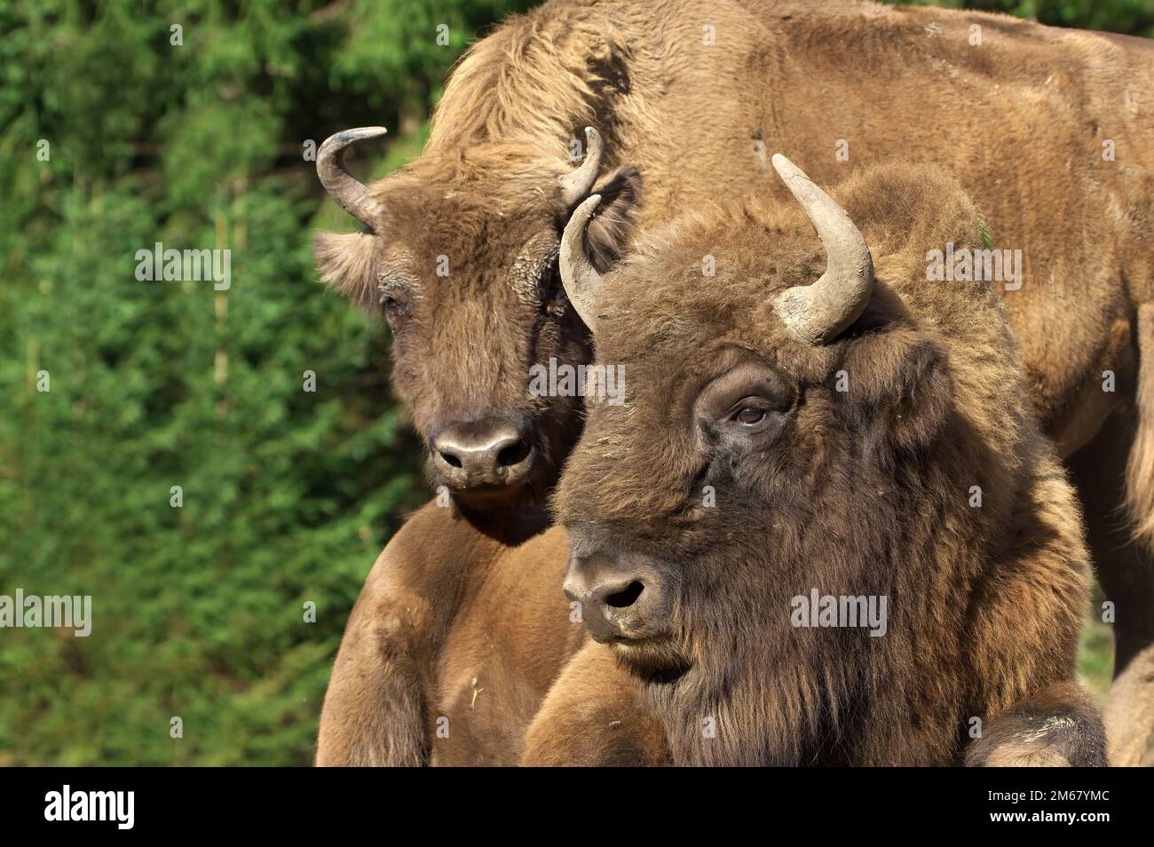 European Bison couple. The male lying on a knoll, the cow standing behind him, her head over his back. enclosure, Germany Bison bonasus Gehege Stock Photo