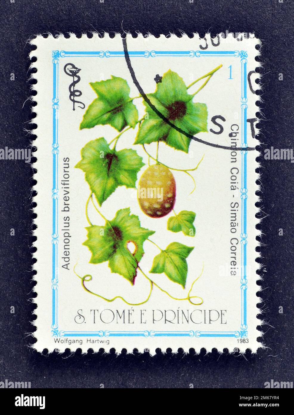 Cancelled postage stamp printed by Sao Tome and Principe, that shows Adenoplus breviflorus, desert mountain mahogany, Medicinal Plant, circa 1983. Stock Photo