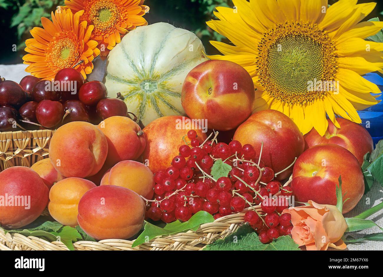 Summer fruits still life: cherries, peaches, a melon, nectarines, red currants, flowers  camera: Linhof Technika 6x9 Stock Photo