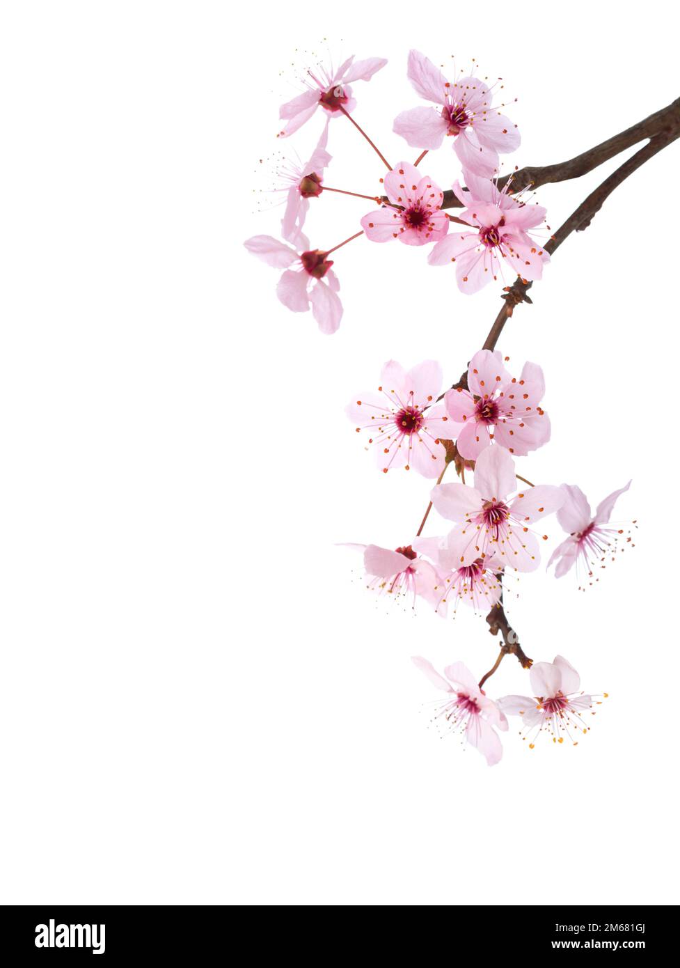 Branches of Sakura isolated on white background Stock Photo - Alamy
