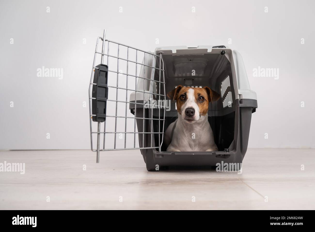 Jack Russell Terrier dog inside a cage for safe transportation with