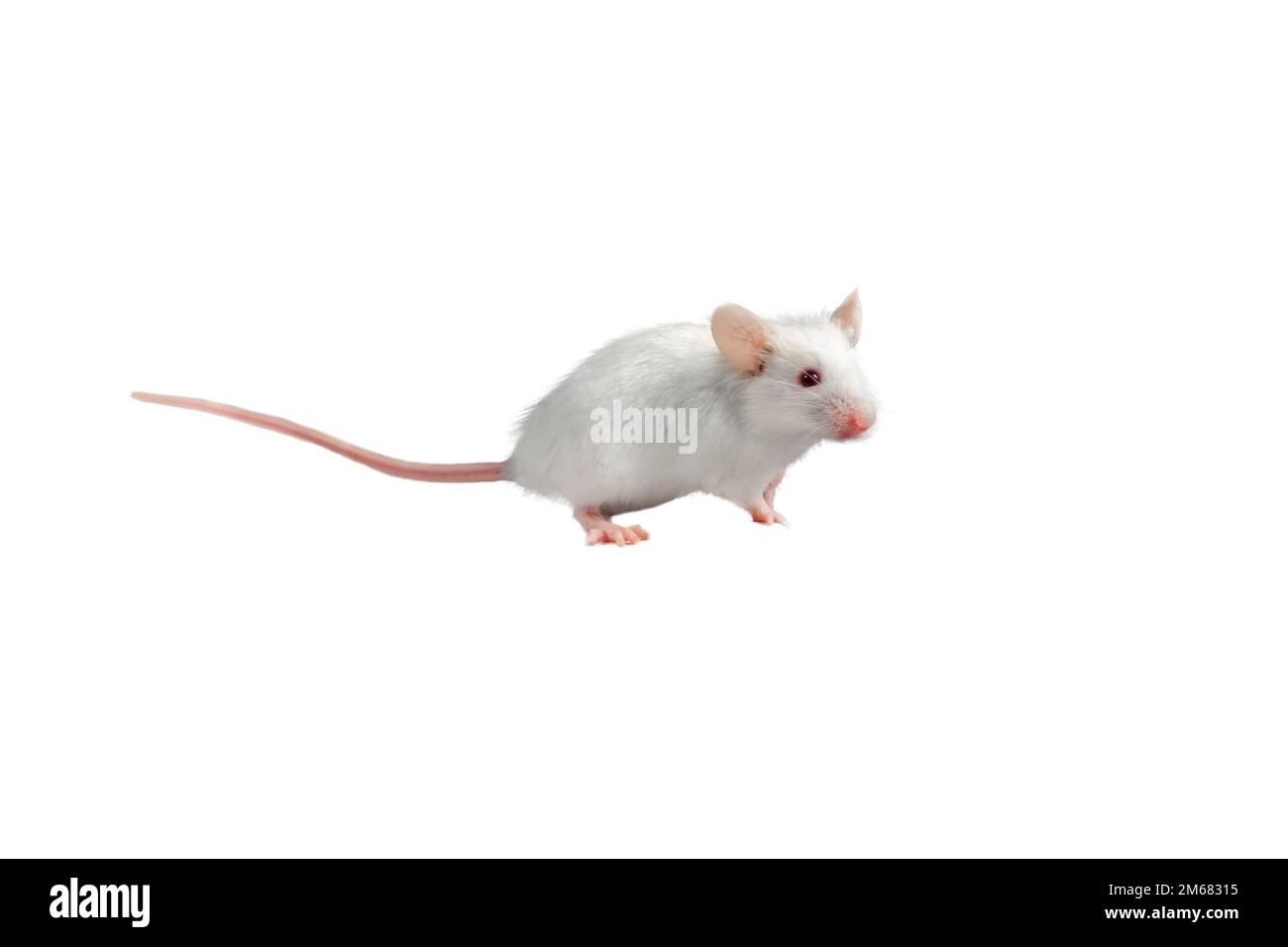 a white mouse in front of white background Stock Photo Alamy
