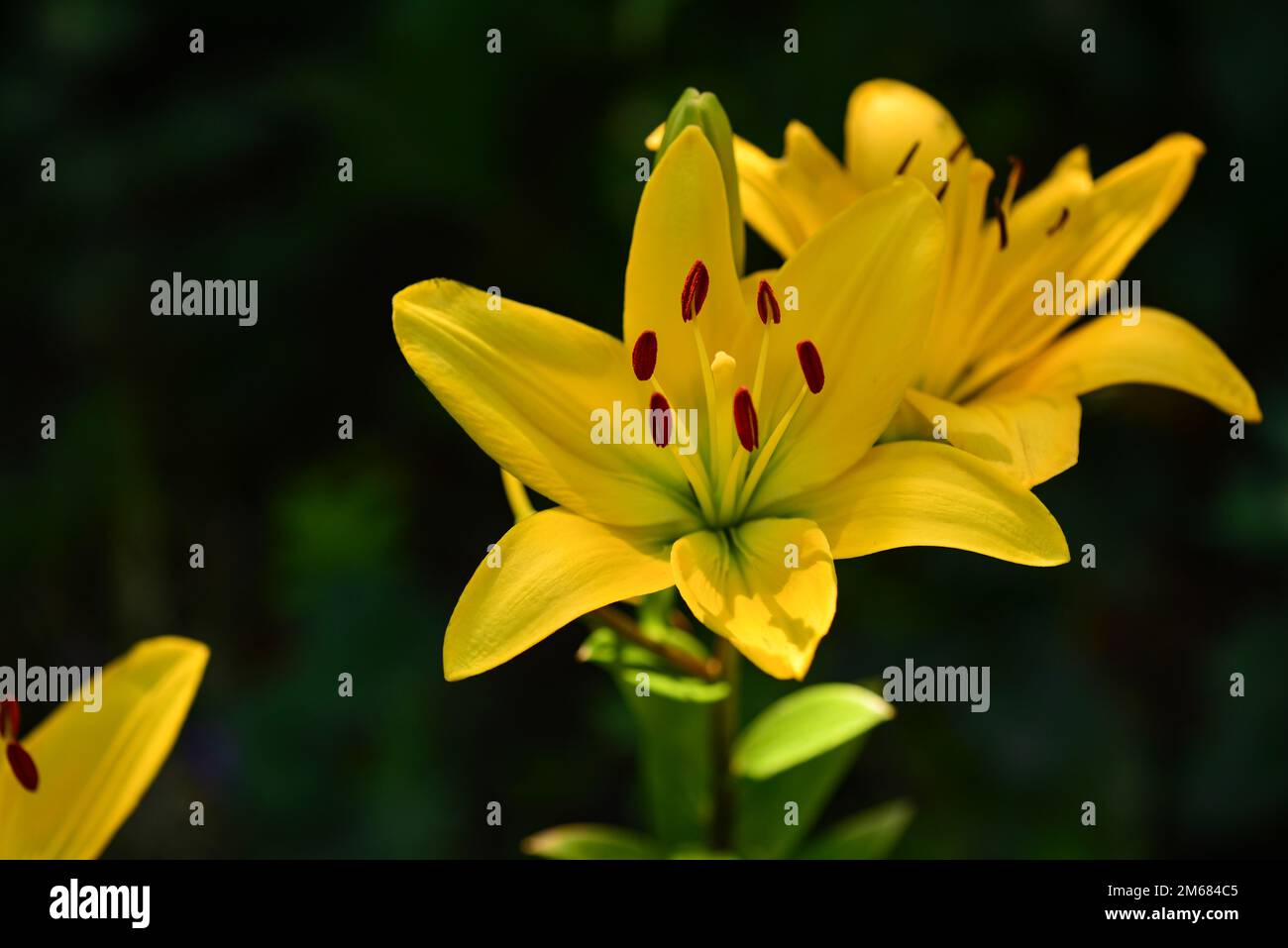 The flower of a yellow lily growing in a summer garden Stock Photo Alamy