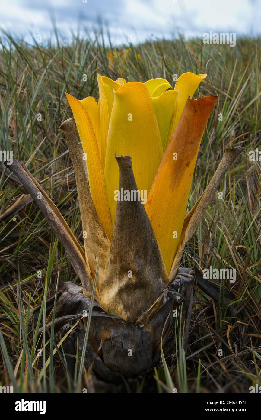 Yellow pitcher of the carnivorous bromeliad Brocchinia reducta, Gran Sabana, Venezuela Stock Photo