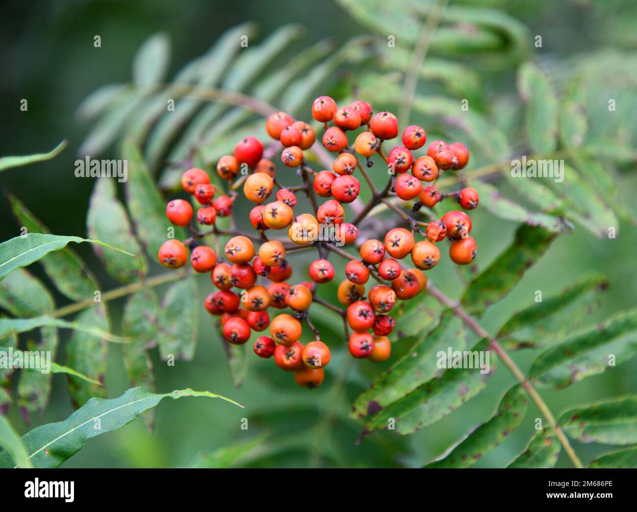 Non toxic fruits hi-res stock photography and images - Alamy