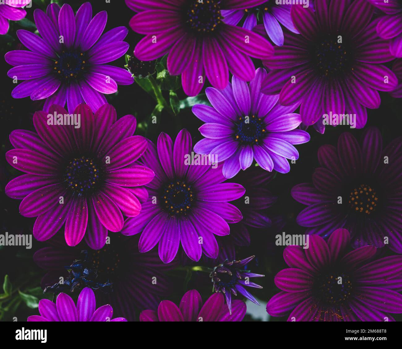 Purple Osteospermum fruticosum (African daisy), springtime. Floral wallpaper background. Home gardening, garden care Stock Photo