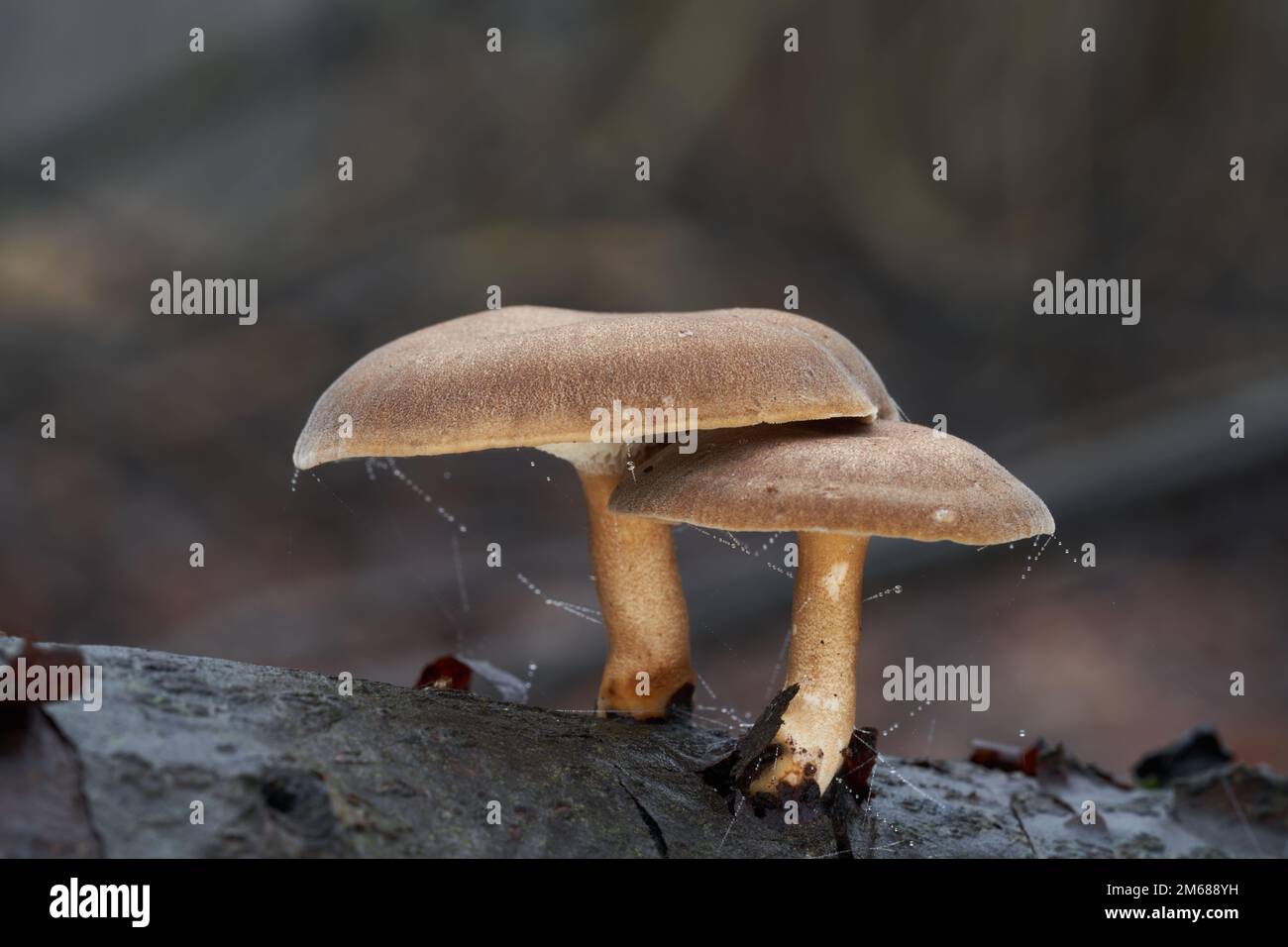 Inedible mushroom Lentinus brumalis on the wood. Known as Winter polypore. Wild brown mushrooms in floodplain forest. Stock Photo