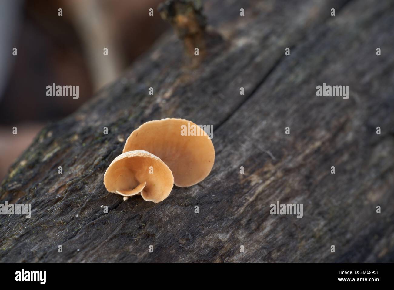 Inedible mushroom Schizophyllum amplum on the wood. Known as poplar bells. Wild cup-shaped mushrooms in the forest. Stock Photo