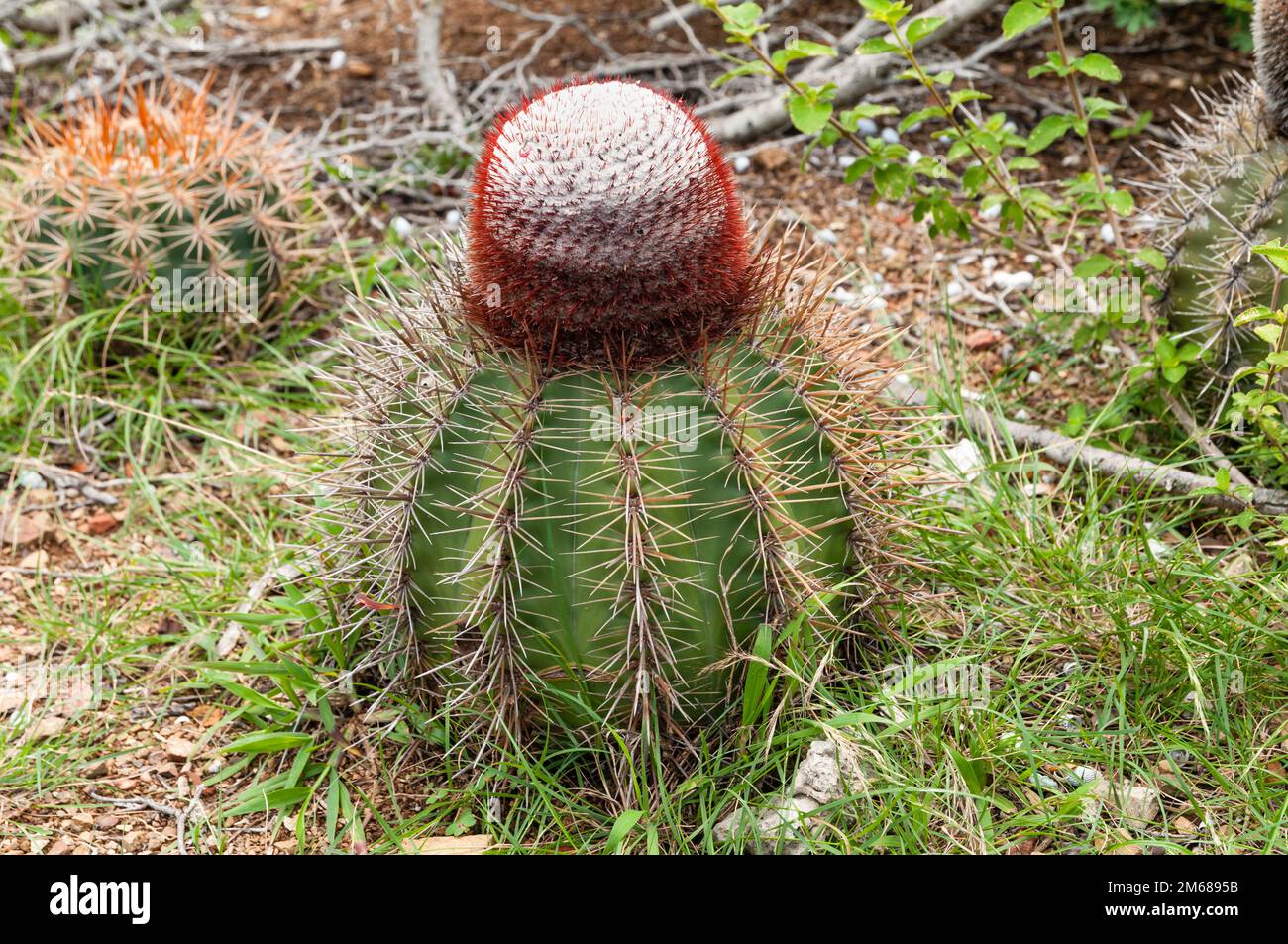 Close up of a prickly melocactus with cap growing on the island Curacao in the Caribbean. Stock Photo