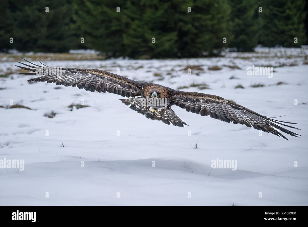 Bird of prey flying in The Bohemian Moravian Highlands. Stock Photo