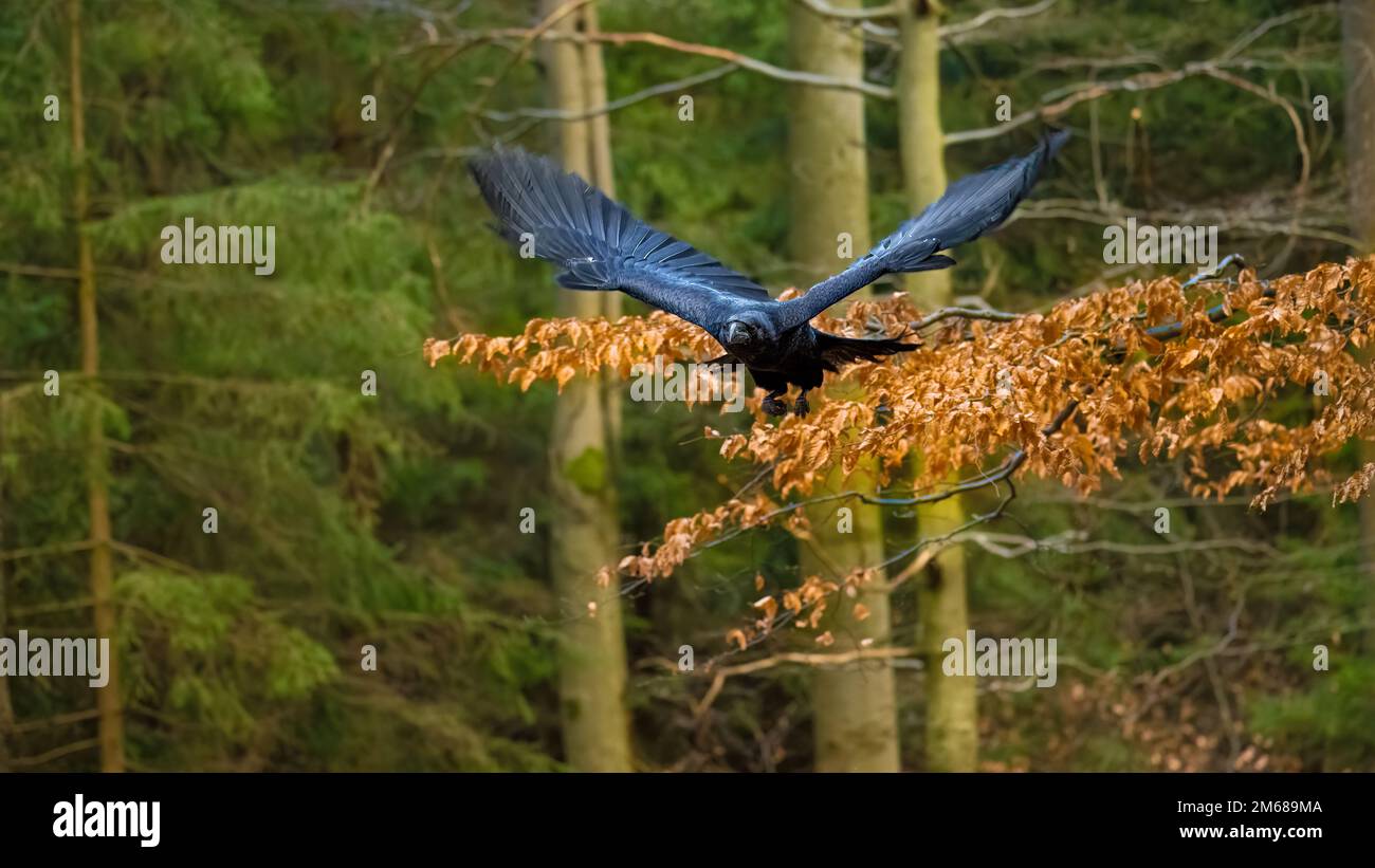 Raven flying in The Bohemian Moravian Highlands. Stock Photo