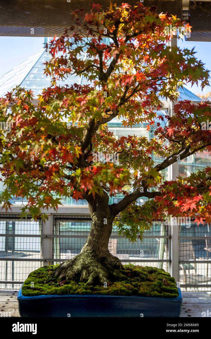 Bonsai trees collection, Brooklyn Botanic Garden, founded in 1910, Brooklyn, New York City, USA