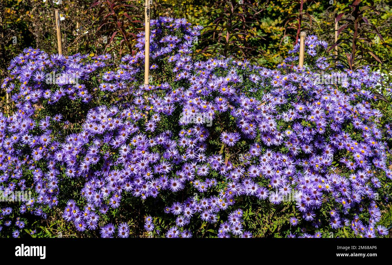 Aster flowers, Brooklyn Botanic Garden, New York City, USA, Stock Photo