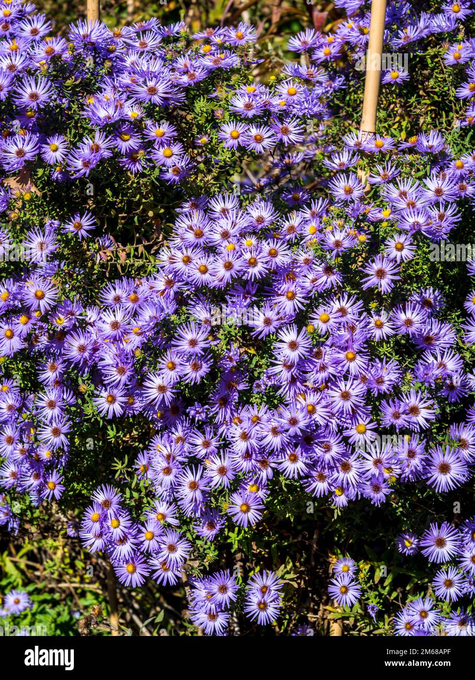 Aster flowers, Brooklyn Botanic Garden, New York City, USA, Stock Photo