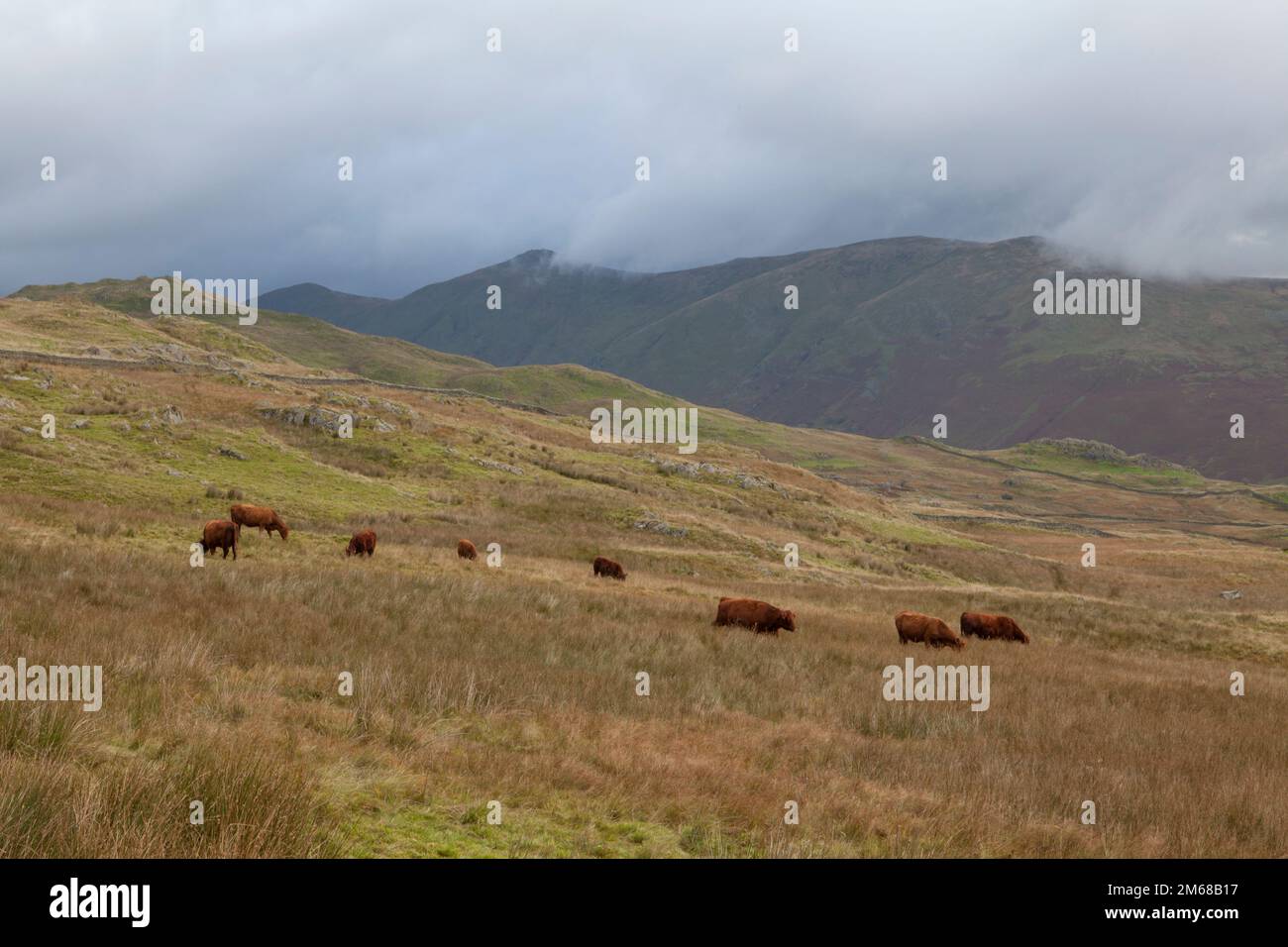Cattle grazing rough pasture alongside an old drovers road on the route to Wansfell Pike, from Troutbeck in the Lake District Stock Photo