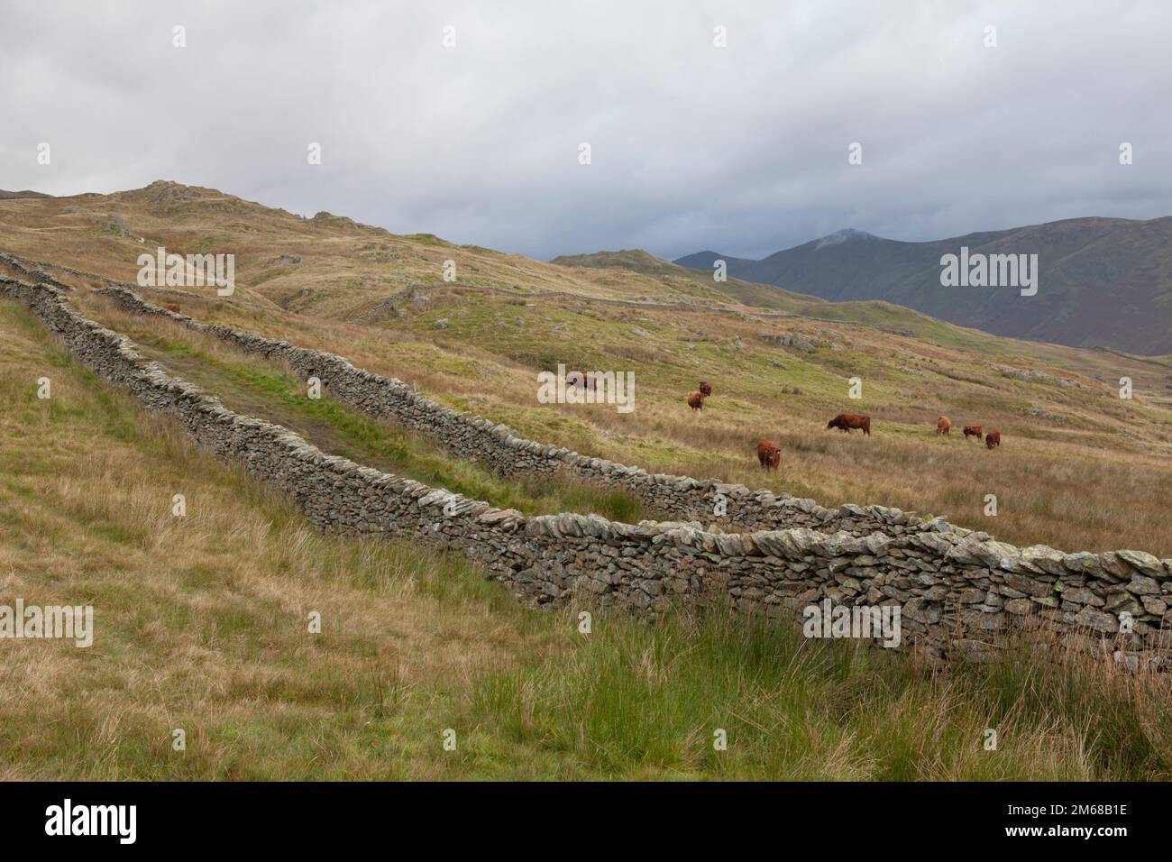 Cattle graze alongside Nanny Lane, an old drovers road on the route to Wansfell Pike, from Troutbeck in the Lake District Stock Photo