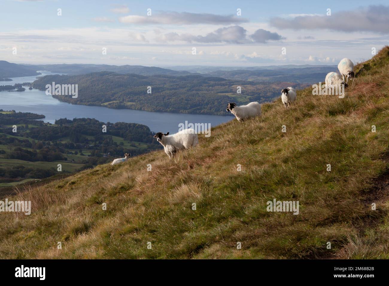 Sheep grazing on Wansfell Pike, overlooking Lake Windermere in the Lake District Stock Photo