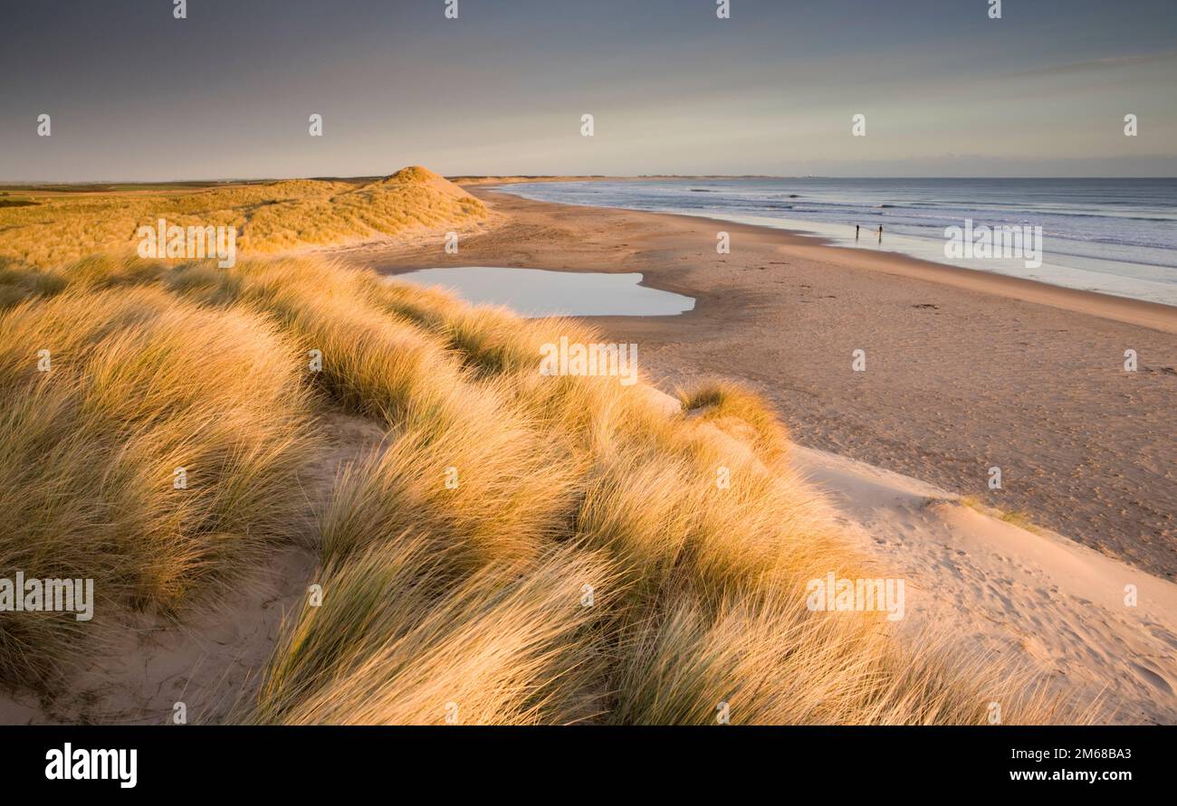 Morning light over the sand dunes and beach at Druridge Bay on the Northumberland coast of England Stock Photo