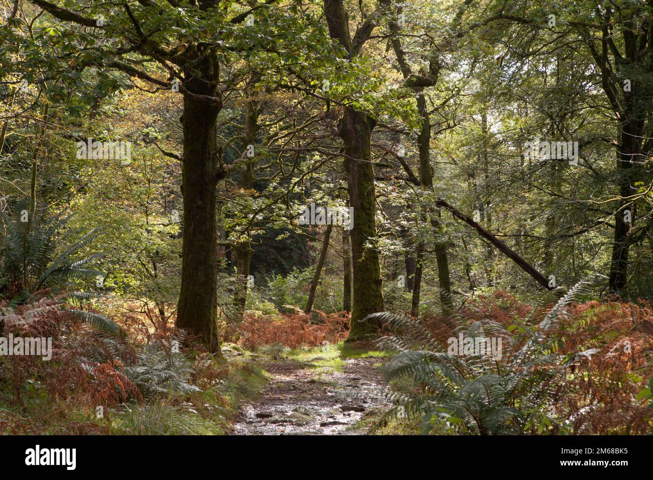 Skelghyll Woods is a popular short walk from Ambleside in the Lake District Stock Photo