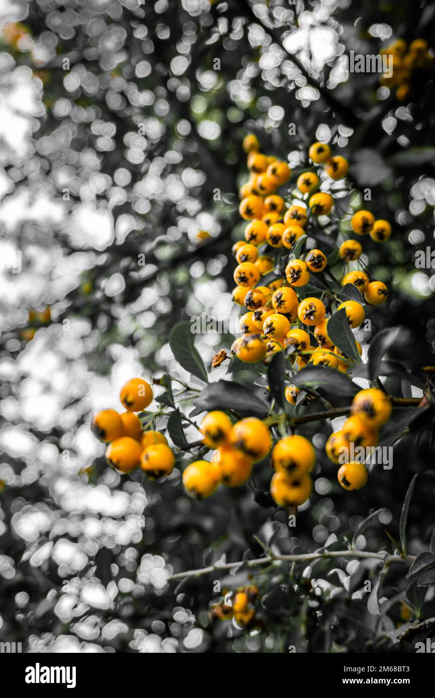 A yellow Pyracantha Angustifolia plant on selective grayscale Stock Photo