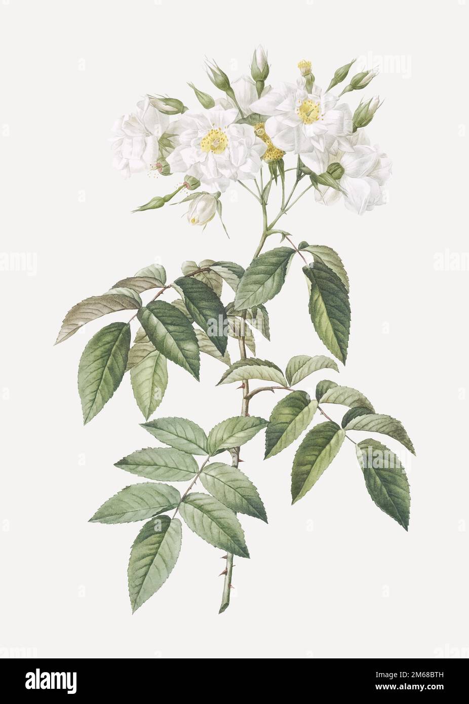 Musk rose, Rosa moschata flore semi pleno from Les Roses (1817–1824) by Pierre-Joseph Redouté. Original from the Library of Congress. Digitally enhanc Stock Vector