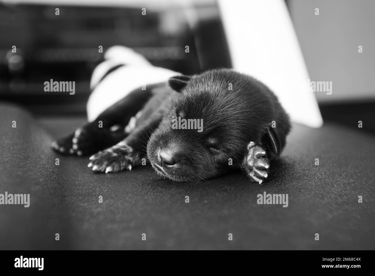 A grayscale of a cute black puppy sleeping Stock Photo Alamy