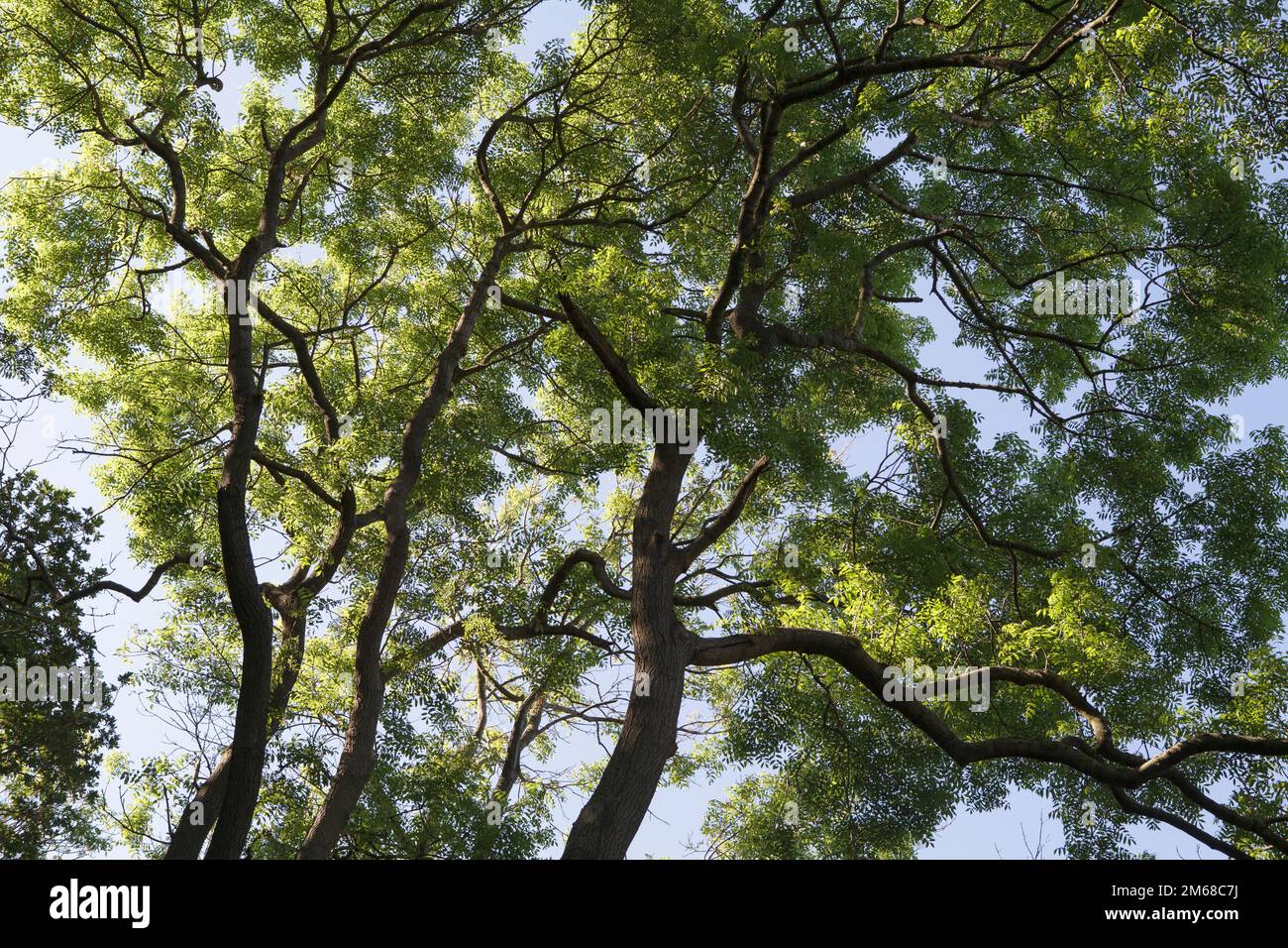Looking up into the summer canopy of deciduous trees Stock Photo