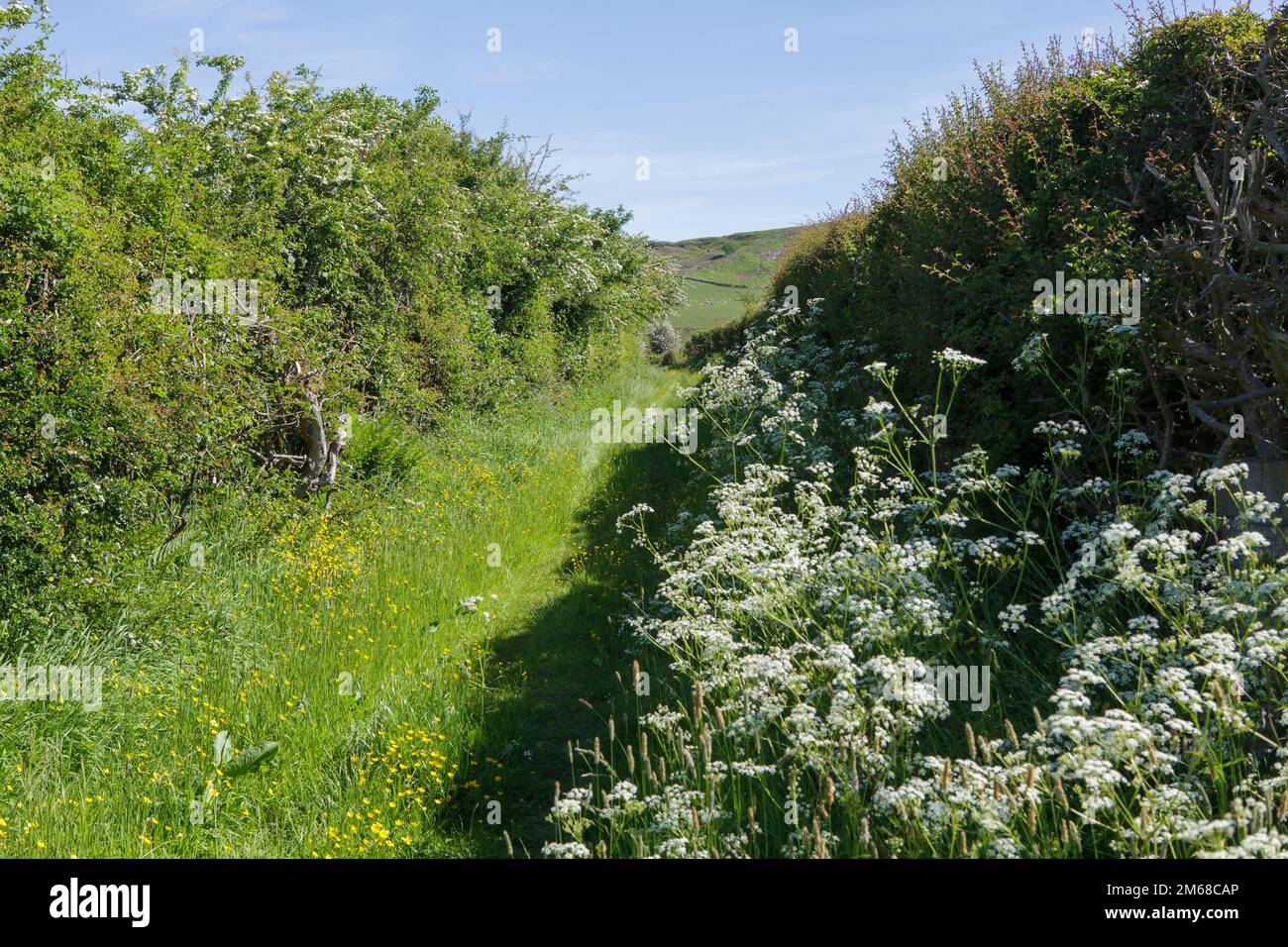Cow parsley growing in front of old hedgerows along a green grass footpath in the North York Moors Stock Photo