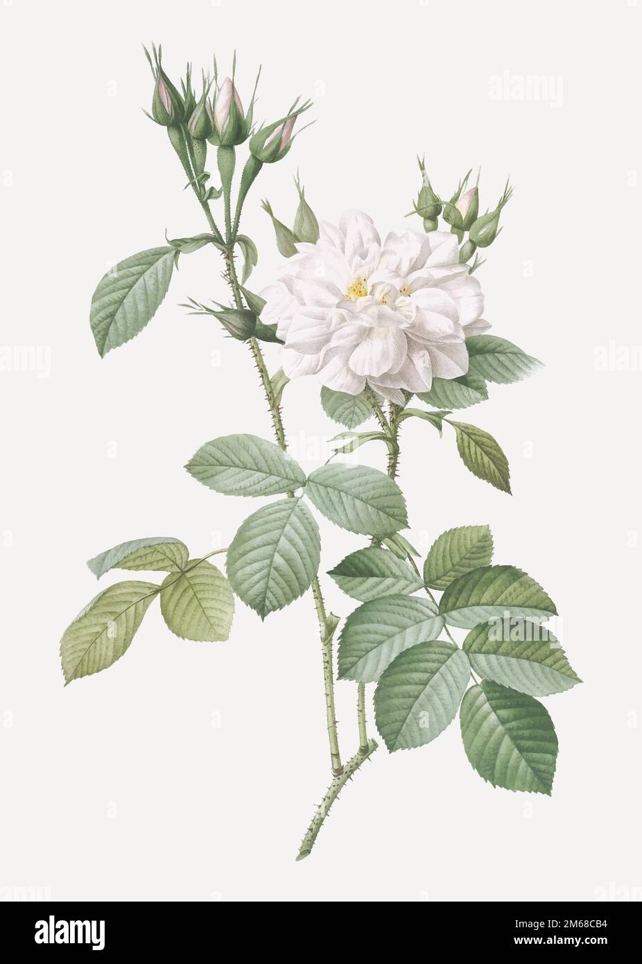 Autumn Damask Rose, also known as Rosebush of the Four Seasons with White Flowers (Rosa bifera alba) from Les Roses (1817–1824) by Pierre-Joseph Redou Stock Vector