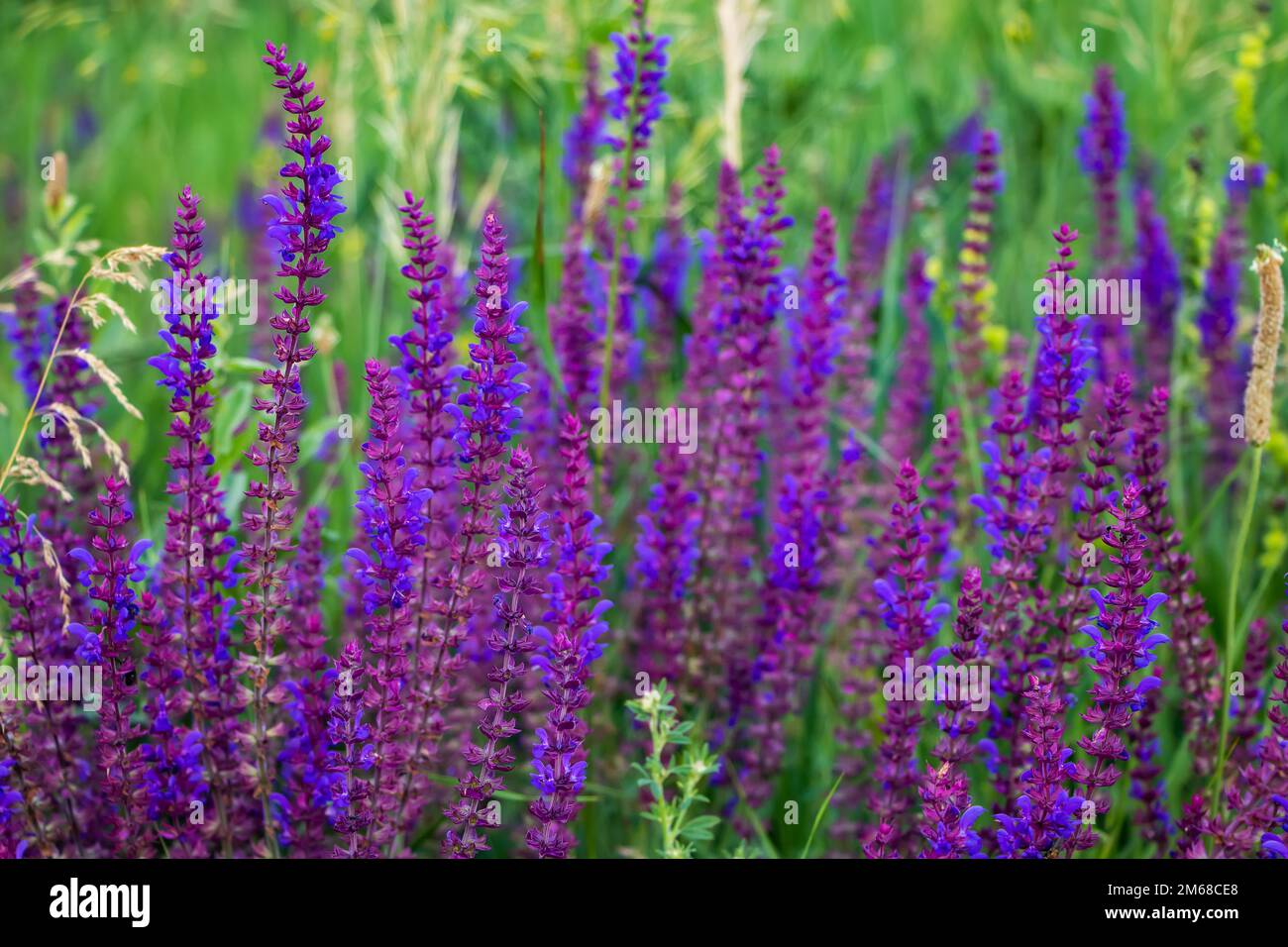 Close up Salvia nemorosa herbal plant with violet flowers in a meadow