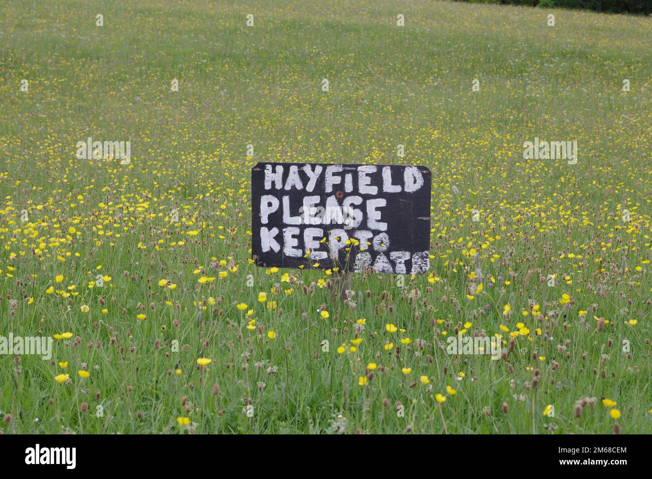 Hay meadows full of wild flowers in Teesdale, County Durham Stock Photo
